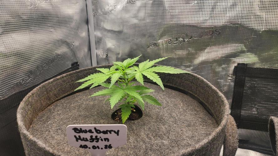 Blueberry, Orange and Dolato yum. Week 4 - Pre topping