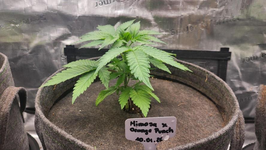 Blueberry, Orange and Dolato yum. Week 4 - Pre topping