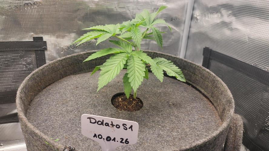 Blueberry, Orange and Dolato yum. Week 4 - Pre topping