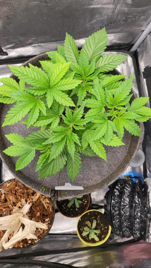 Blueberry, Orange and Dolato yum. Week 5