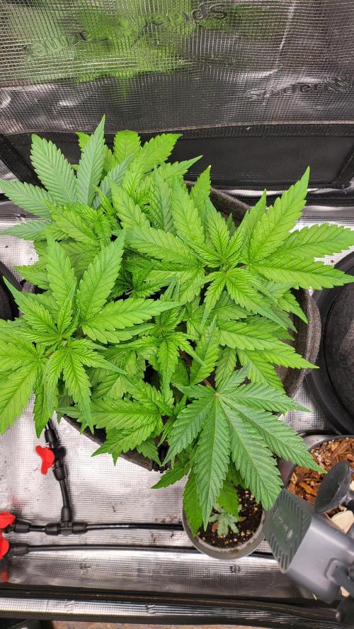 Blueberry, Orange and Dolato yum. Week 5
