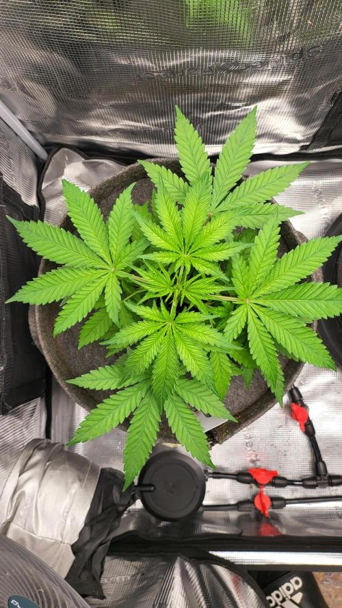 Blueberry, Orange and Dolato yum. Week 5