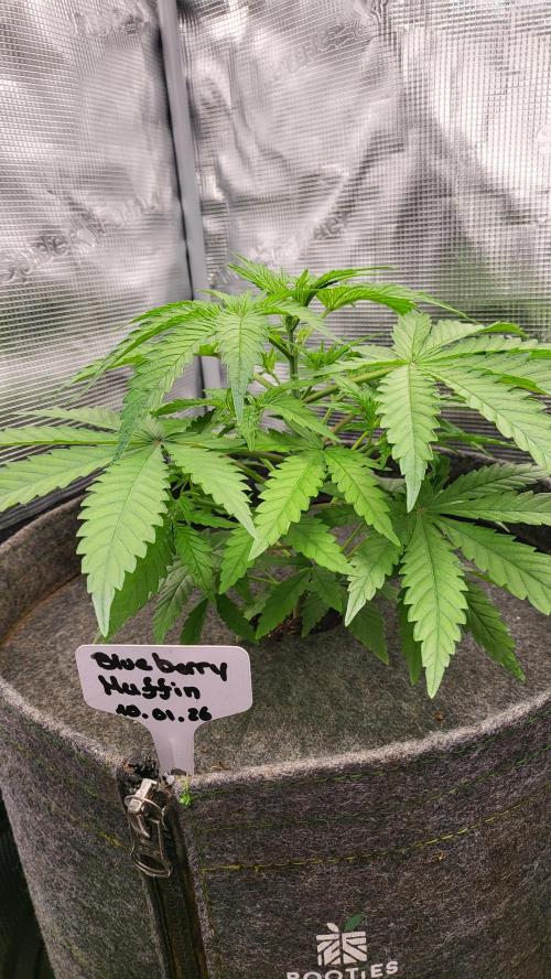 Blueberry, Orange and Dolato yum. Week 5