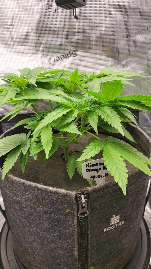 Blueberry, Orange and Dolato yum. Week 5