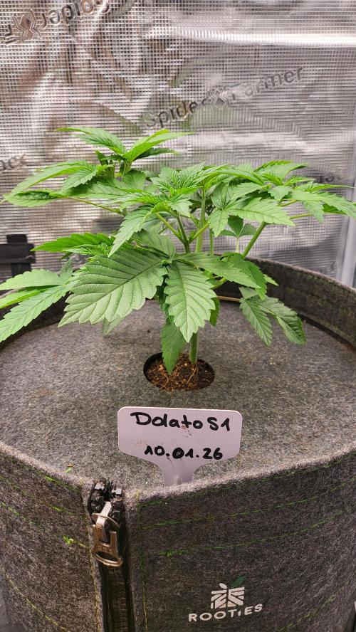 Blueberry, Orange and Dolato yum. Week 5