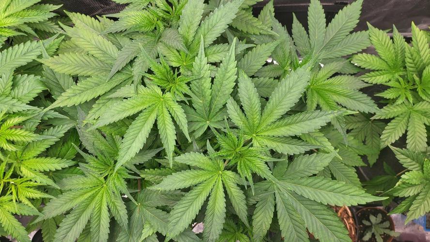 Blueberry, Orange and Dolato yum. Week 6 - Mimosa x Orange Punch