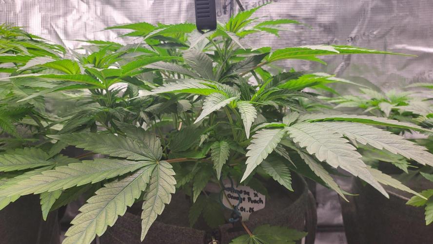 Blueberry, Orange and Dolato yum. Week 6 - Mimosa x Orange Punch