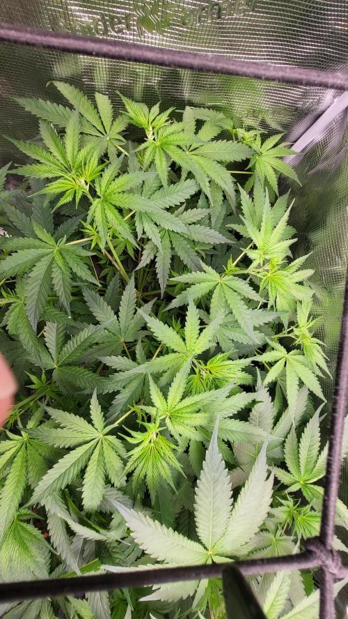 Blueberry, Orange and Dolato yum. Week 7