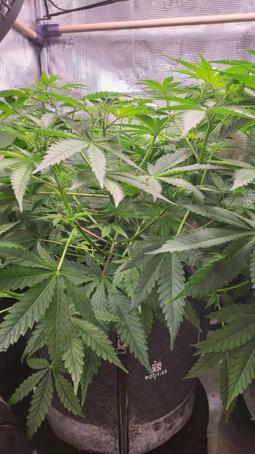 Blueberry, Orange and Dolato yum. Week 7 - Mimosa x Orange Punch