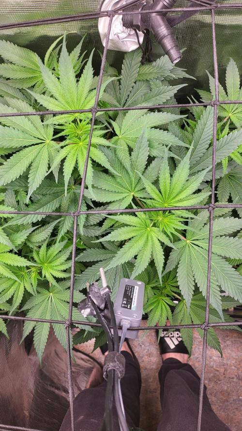 Blueberry, Orange and Dolato yum. Week 7