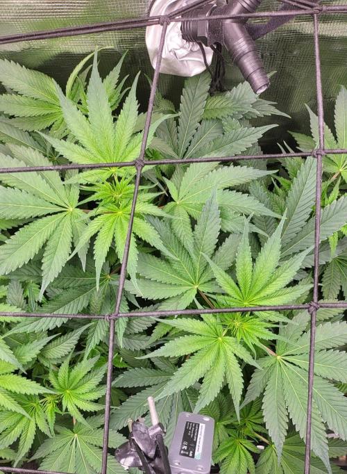 Blueberry, Orange and Dolato yum. Week 7 - Mimosa x Orange Punch