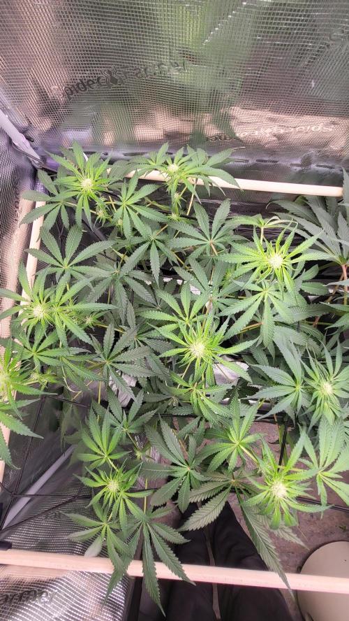 Blueberry, Orange and Dolato yum. Week 9