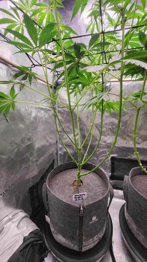 Blueberry, Orange and Dolato yum. Week 9