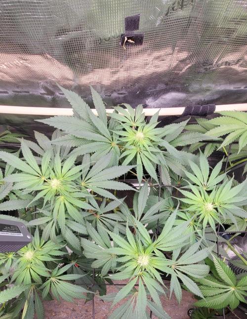 Blueberry, Orange and Dolato yum. Week 9