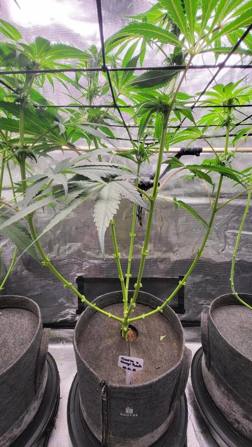 Blueberry, Orange and Dolato yum. Week 9