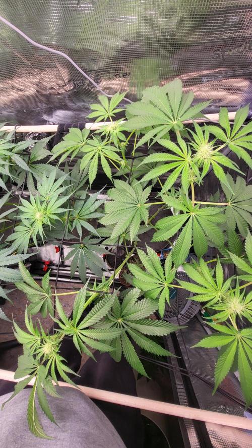 Blueberry, Orange and Dolato yum. Week 9