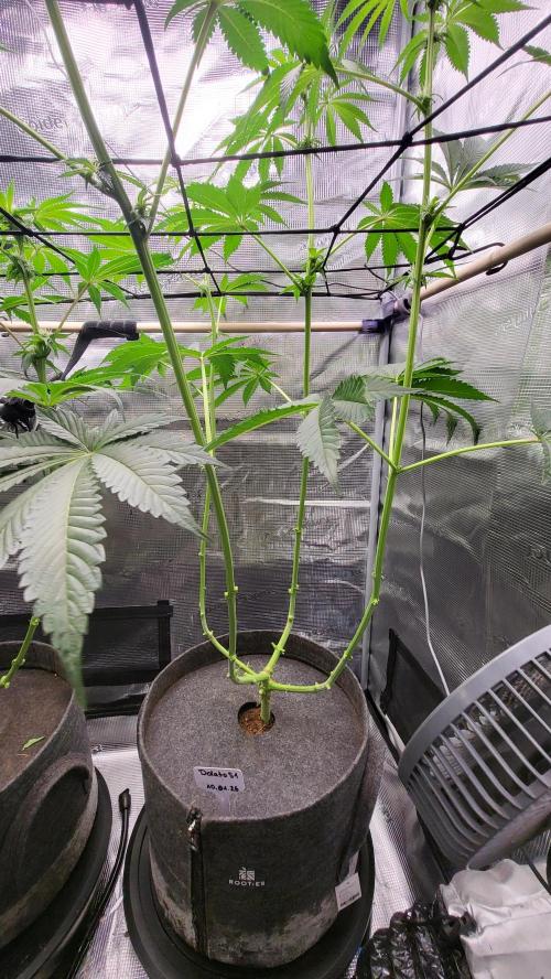 Blueberry, Orange and Dolato yum. Week 9