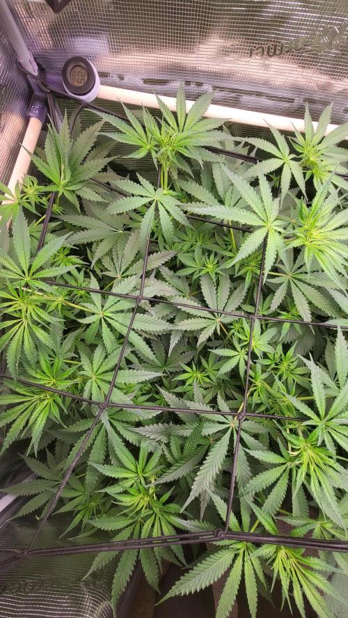 Blueberry, Orange and Dolato yum. Week 8