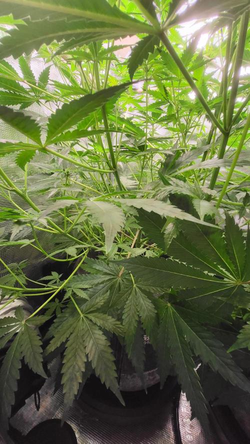 Blueberry, Orange and Dolato yum. Week 8