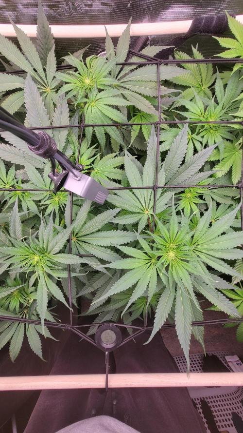 Blueberry, Orange and Dolato yum. Week 8