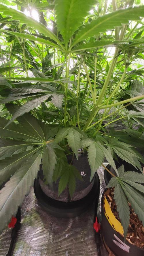 Blueberry, Orange and Dolato yum. Week 8