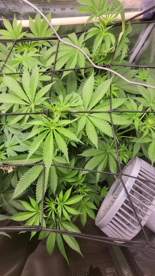Blueberry, Orange and Dolato yum. Week 8