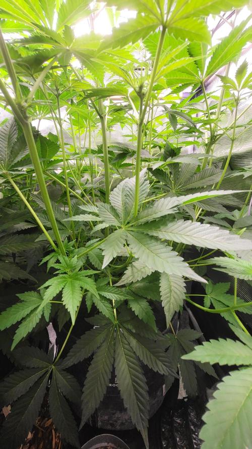 Blueberry, Orange and Dolato yum. Week 8