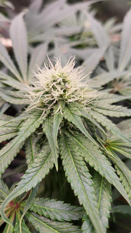 Blueberry, Orange and Dolato yum. Week 10 - Mimosa X Orange Punch
