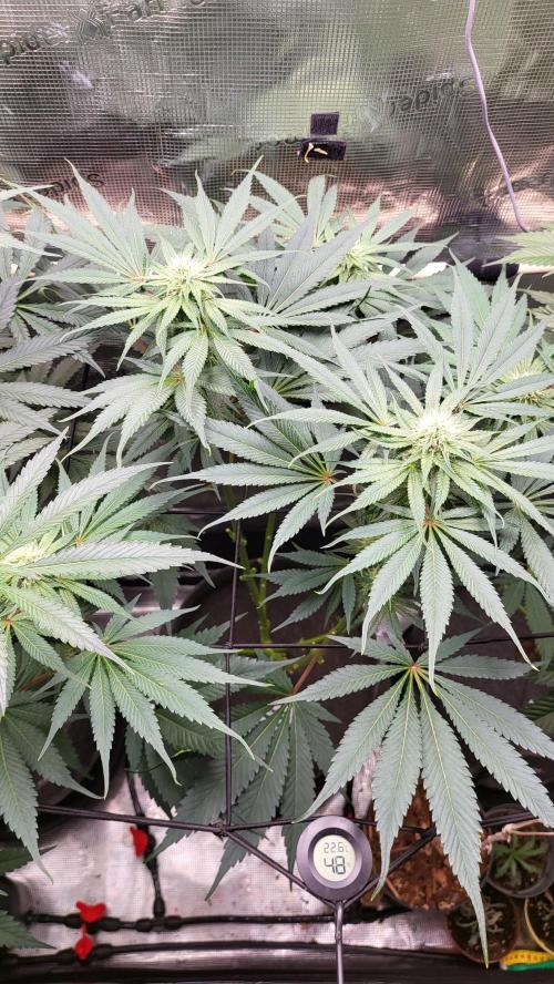 Blueberry, Orange and Dolato yum. Week 10 - Mimosa X Orange Punch