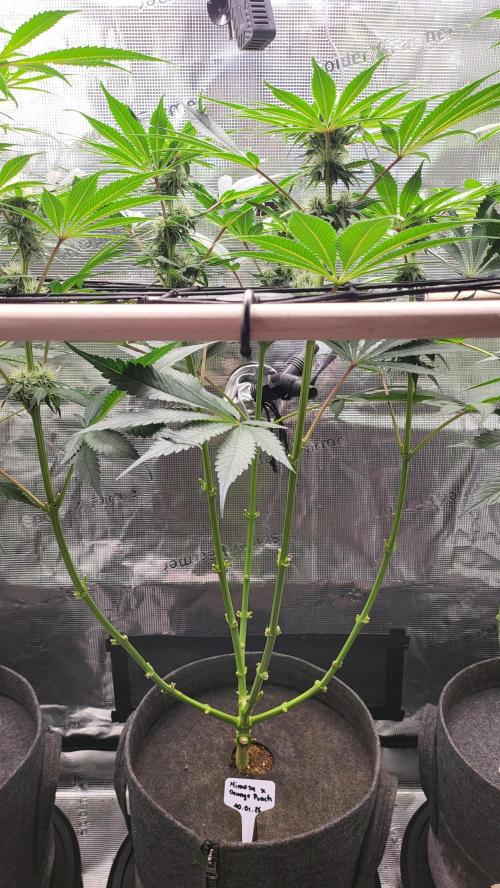 Blueberry, Orange and Dolato yum. Week 10 - Mimosa X Orange Punch