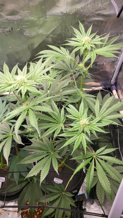 Blueberry, Orange and Dolato yum. Week 10 - Dolato S1