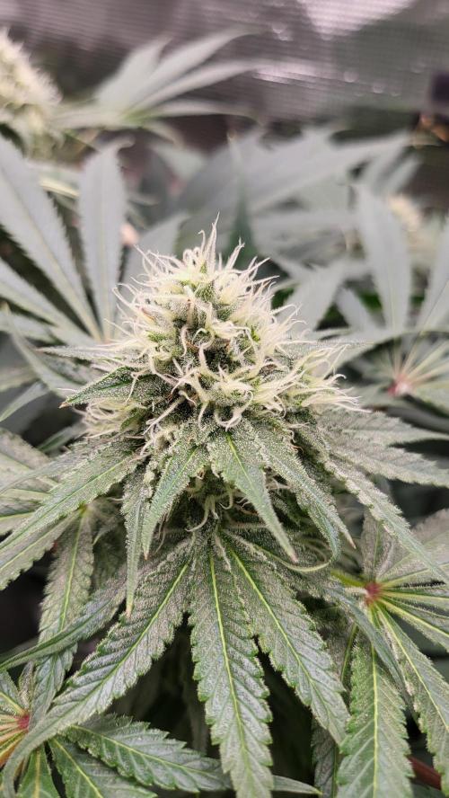 Blueberry, Orange and Dolato yum. Week 11 - Mimosa X Orange Punch