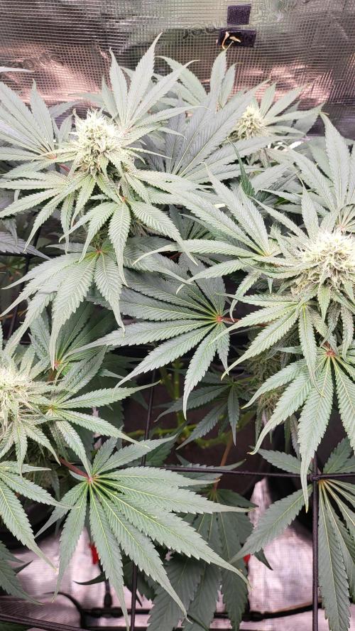 Blueberry, Orange and Dolato yum. Week 11 - Mimosa X Orange Punch