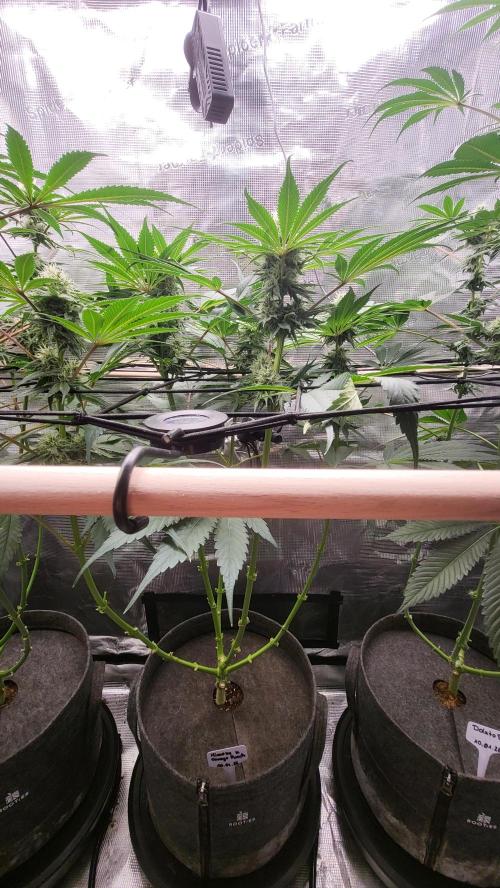 Blueberry, Orange and Dolato yum. Week 11 - Mimosa X Orange Punch