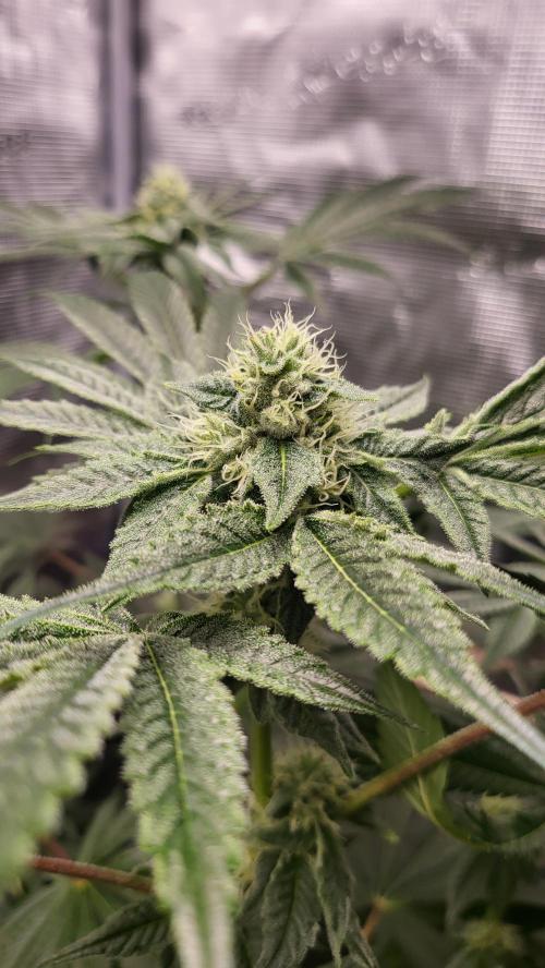 Blueberry, Orange and Dolato yum. Week 11 - Dolato S1