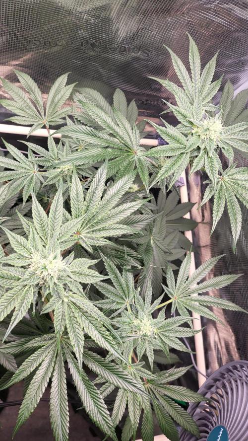 Blueberry, Orange and Dolato yum. Week 11 - Dolato S1