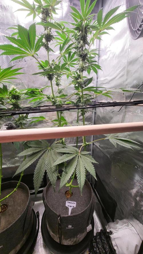 Blueberry, Orange and Dolato yum. Week 11 - Dolato S1