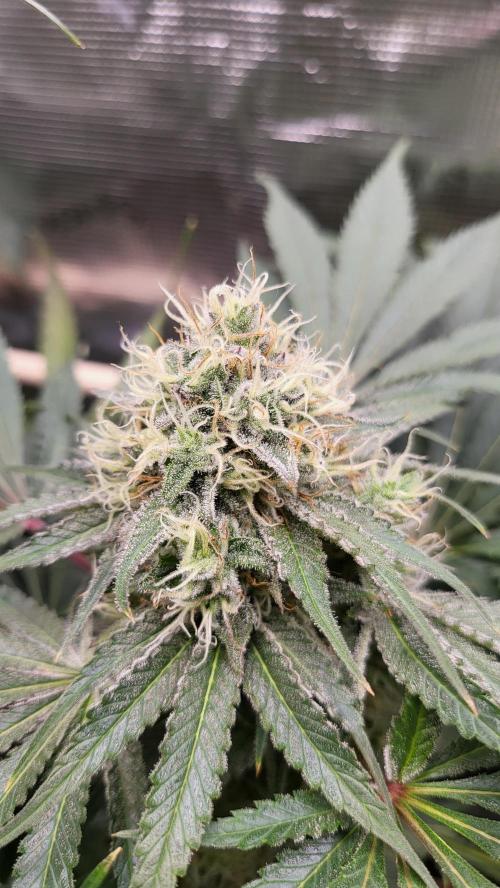 Blueberry, Orange and Dolato yum. Week 12 - Mimosa X Orange Punch
