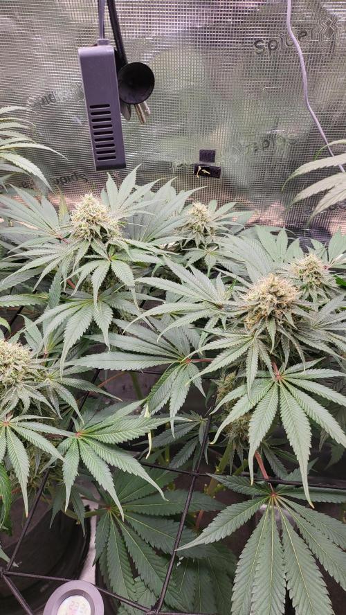Blueberry, Orange and Dolato yum. Week 12 - Mimosa X Orange Punch