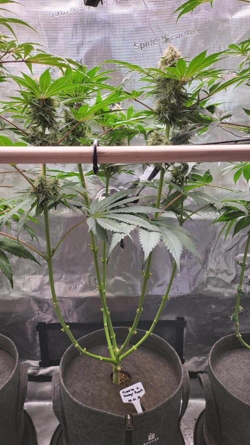 Blueberry, Orange and Dolato yum. Week 12 - Mimosa X Orange Punch