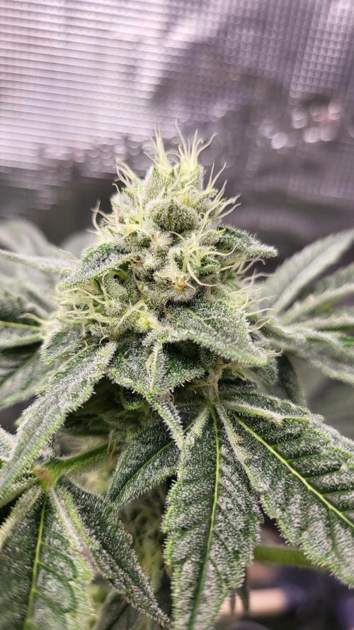 Blueberry, Orange and Dolato yum. Week 12 - Dolato S1