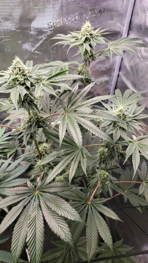 Blueberry, Orange and Dolato yum. Week 12 - Dolato S1