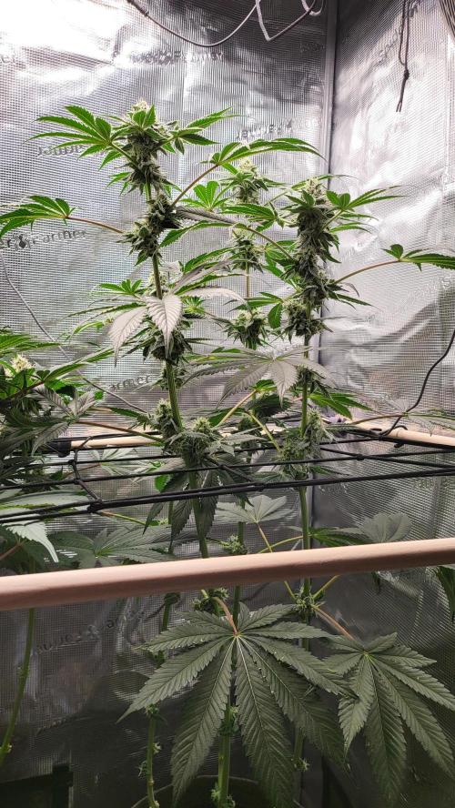 Blueberry, Orange and Dolato yum. Week 12 - Dolato S1
