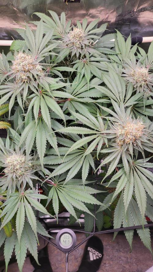 Blueberry, Orange and Dolato yum. Week 13 - Mimosa X Orange Punch