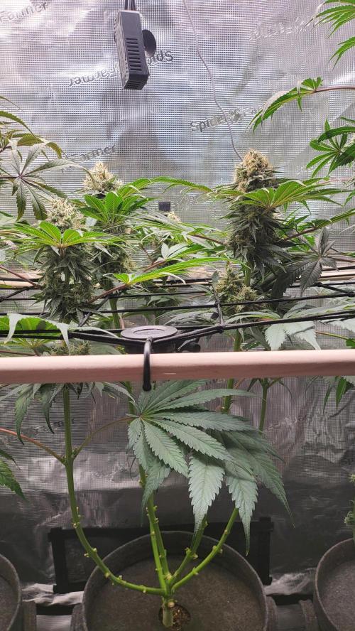 Blueberry, Orange and Dolato yum. Week 13 - Mimosa X Orange Punch