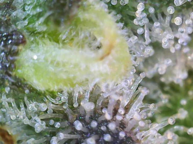 Blueberry, Orange and Dolato yum. Week 13 - Mimosa X Orange Punch