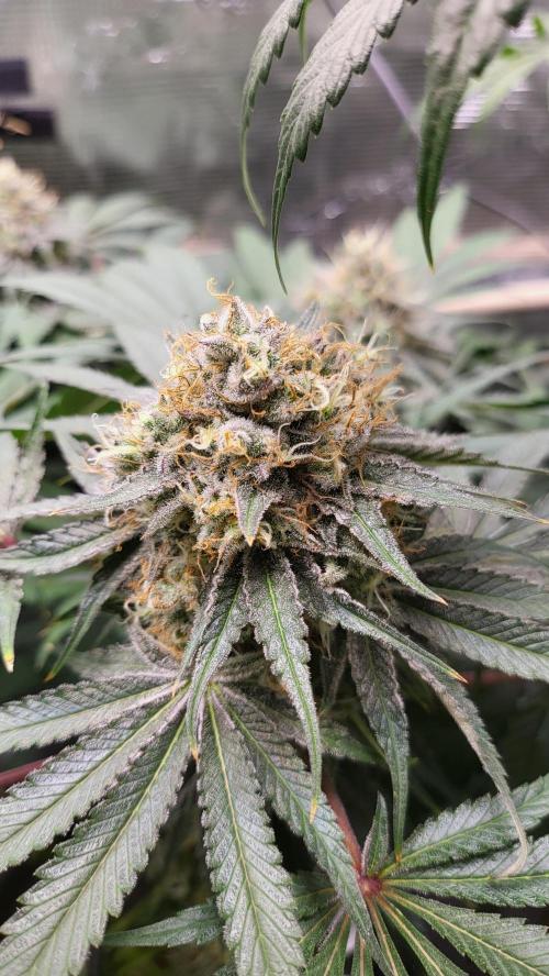 Blueberry, Orange and Dolato yum. Week 13 - Mimosa X Orange Punch