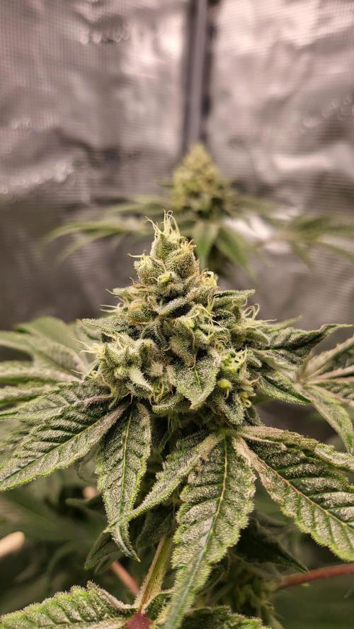 Blueberry, Orange and Dolato yum. Week 13 - Dolato S1