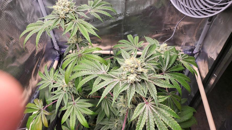 Blueberry, Orange and Dolato yum. Week 14 - Dolato S1