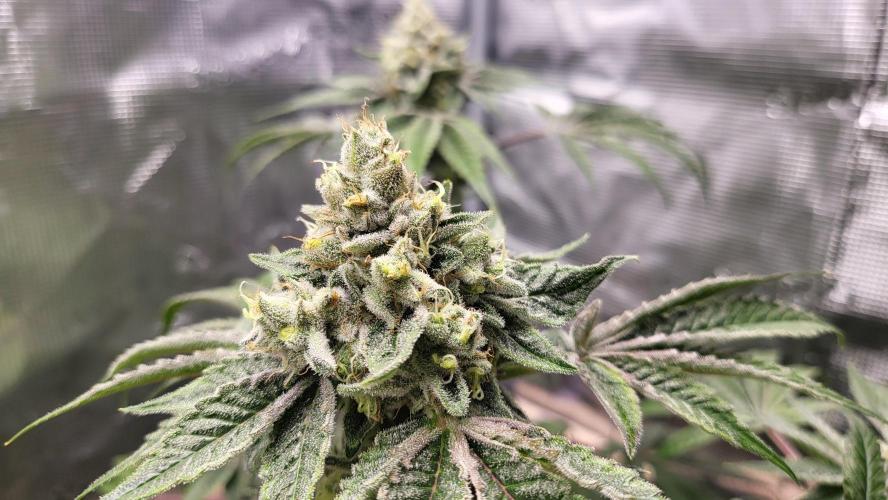 Blueberry, Orange and Dolato yum. Week 14 - Dolato S1